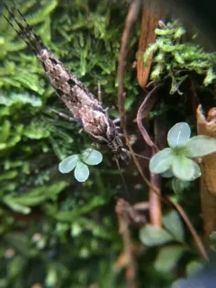 Pedetontus submutans thumbnail 2