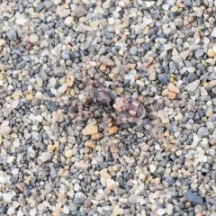 Sand Bear Spider thumbnail 2