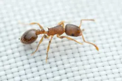 Temnothorax rudis thumbnail 2