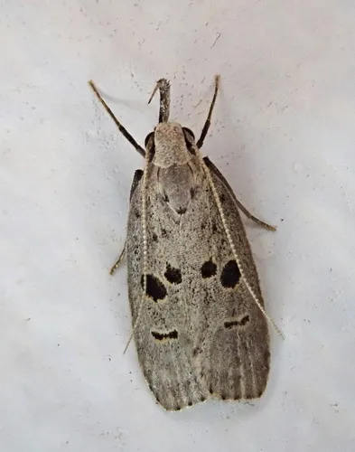 Glenn's Dichomeris Moth