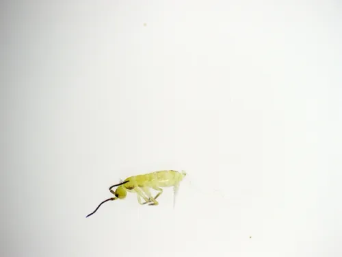 Plutomurus wilkeyi