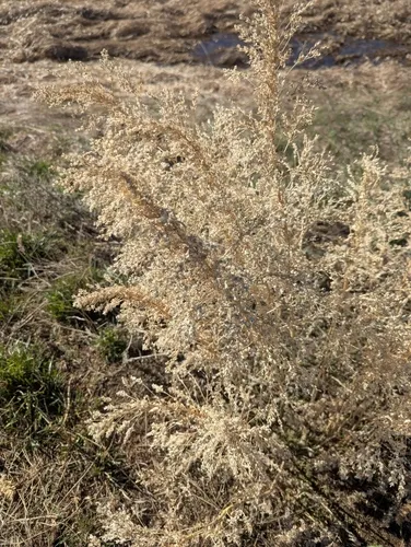 Russian-pigweed