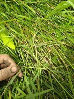 knot grass thumbnail 3