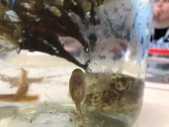 Atlantic Snailfish thumbnail 2