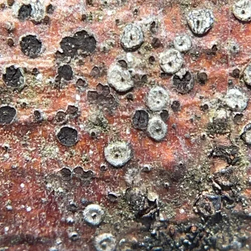 Coccomyces strobi