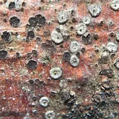 Coccomyces strobi thumbnail 1