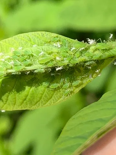 Osoberry-Fern Aphid