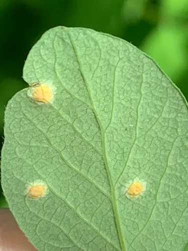 Puccinia symphoricarpi