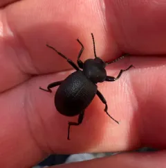Eleodes constricta thumbnail 2