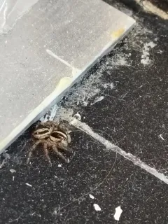 Pantropical Jumping Spider thumbnail 2