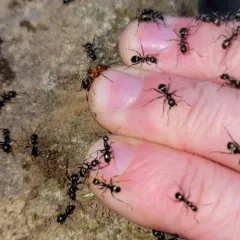 Pergande's Mound Ant thumbnail 4
