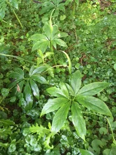 fan-leaf Chinese green dragon thumbnail 3