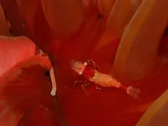 Snyder Blade Shrimp thumbnail 4