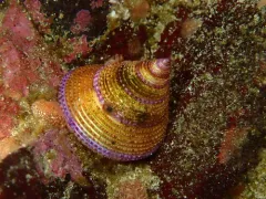 Rosy Pacific Limpet thumbnail 4
