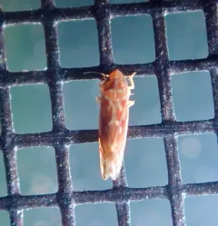 Wounded Leafhopper thumbnail 4