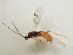 Stigmata Mummy Wasp thumbnail 3