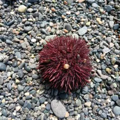 Red Sea Urchin thumbnail 4