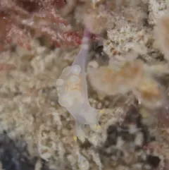Humped Ancula Sea Slug thumbnail 2