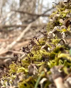 velvet feather-moss thumbnail 4