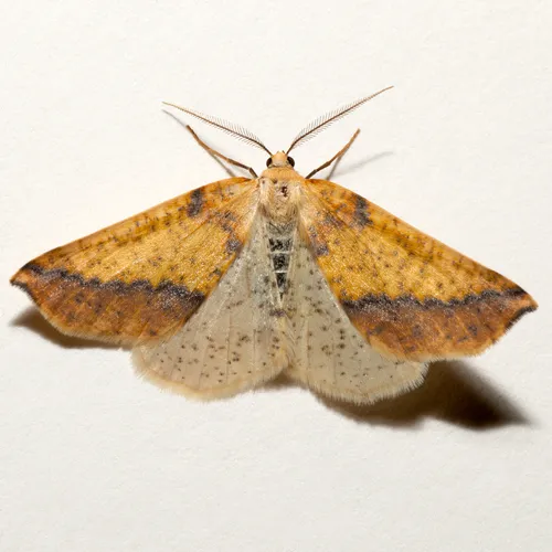 Neoterpes edwardsata