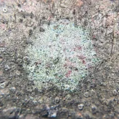 Frosted Comma Lichen thumbnail 4