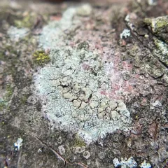 Fused Rim Lichen thumbnail 4