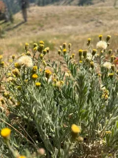 rock-loving fleabane thumbnail 2