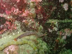 Longfin gunnel thumbnail 3