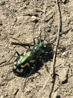 Dark Saltflat Tiger Beetle thumbnail 4