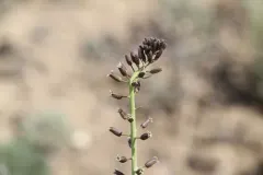 hairy wild cabbage thumbnail 3
