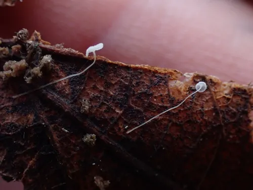 Mycena polyadelpha