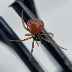 Brownblack Cobweb Weaver thumbnail 3