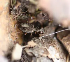Asaphidion curtum thumbnail 1