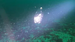 Oikopleura labradoriensis thumbnail 2