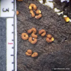 Ophiotheca chrysosperma thumbnail 3