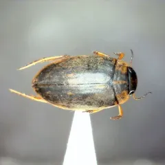 Boreonectes griseostriatus thumbnail 4
