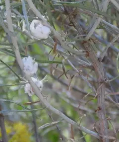 Cotton-gall Tephritid thumbnail 2