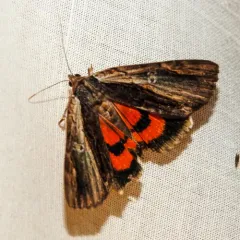 Ultronia Underwing thumbnail 3