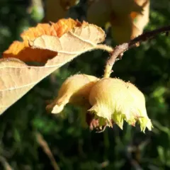 American hazelnut thumbnail 3