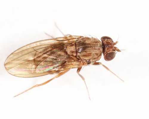 Drosophila colorata