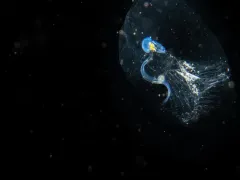 Oikopleura labradoriensis thumbnail 3