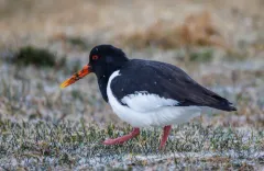 Eurasian Oystercatcher thumbnail 2