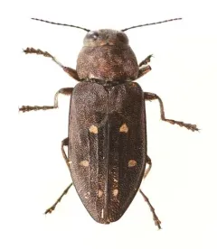 Drummond's Flathead Fir Borer thumbnail 4