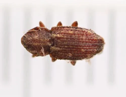 Usechus nucleatus