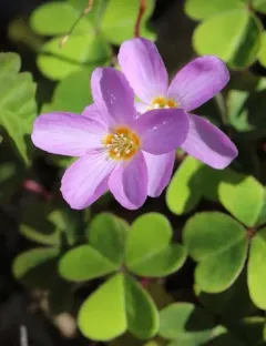 Redwood Sorrel thumbnail 3