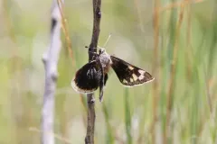 Strecker's Giant-Skipper thumbnail 2