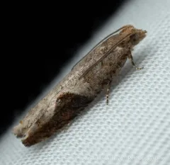 Virginia Pseudexentera Moth thumbnail 4
