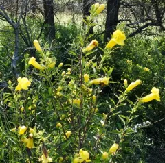 large-flowered false foxglove thumbnail 3