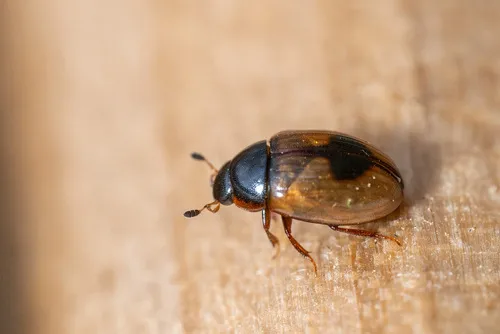 Cercyon unipunctatus
