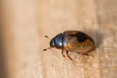 Cercyon unipunctatus thumbnail 1